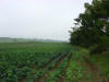AG3. Northern and Central Agricultural Fields
Spanish Lookout