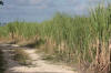 AG1. Northern Coastal Plain Cane Fields
Honey Camp Road