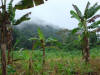 AG3. Northern and Central Agricultural Fields
Milpa farming, Red Bank