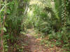 AG4. Central Belize Citrus Groves - teak & banana 
Mayflower Bocawina NP