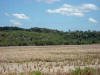 AG2. Orange Walk Rice Fields
Edenthal Marsh