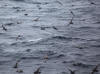 14Jul: Northern Fulmar, Lava Point passageway between Unalaska and Acutan Islands