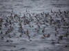 14Jul: Northern Fulmar, Lava Point passageway between Unalaska and Acutan Islands