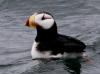 15Jul: Horned Puffin, Cold Bay