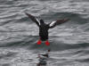 15Jul: Pigeon Guillemot, Cold Bay