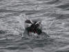 15Jul: Crash landing, Pigeon Guillemot, Cold Bay
