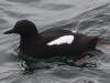 15Jul: Pigeon Guillemot, Cold Bay