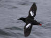 15Jul: Pigeon Guillemot, Cold Bay