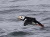 15Jul: Horned Puffin, Cold Bay