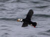 15Jul: Horned Puffin, Cold Bay