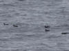 15Jul: Ancient Murrelet, 1 hr. north of King Cove
