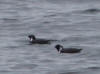 15Jul: Ancient Murrelet, 1 hr. north of King Cove