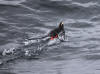 15Jul: Tufted Puffin, 1 hr. north of King Cove