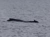 15Jul: Humpback Whales, 1 hr. north of King Cove