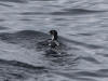15Jul: Ancient Murrelet, 1.5 hr. north of King Cove
