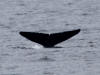 15Jul: Humpback Whale, 1.5 hr. north of King Cove
