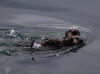 16Jul: Sea Otter with cub, Aleutian Islands, AK