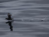 16Jul: Northern Fulmar, Aleutian Islands