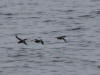 16Jul: Ancient Murrelet, Aleutian Islands
