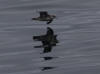 16Jul: Northern Fulmar, Aleutian Islands