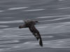 16Jul: Northern Fulmar, Aleutian Islands