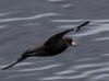 16Jul: Northern Fulmar, Aleutian Islands