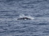 16Jul: Dall's Porpoise, Aleutian Islands