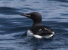 16Jul: Thick-billed Murre, Aleutian Islands