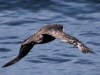 16Jul: Northern Fulmar, Aleutian Islands