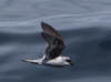 16Jul: Fork-tailed Storm-Petrel, Aleutian Islands