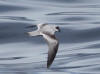 16Jul: Fork-tailed Storm-Petrel, Aleutian Islands