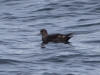16Jul: Short-tailed Shearwater, Aleutian Islands