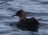 16Jul: Short-tailed Shearwater, Aleutian Islands