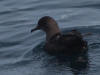 16Jul: Short-tailed Shearwater, Aleutian Islands