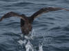 16Jul: Short-tailed Shearwater, Aleutian Islands