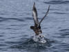 16Jul: Sooty Shearwater, Aleutian Islands