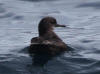 16Jul: Short-tailed Shearwater (prob.), Aleutian Islands