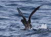 16Jul: Sooty Shearwater (prob.), Aleutian Islands