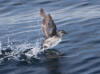 16Jul: Cassin's Auxlet, Aleutian Islands, AK