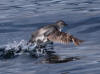 16Jul: Cassin's Auxlet, Aleutian Islands, AK