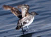 16Jul: Cassin's Auxlet, Aleutian Islands, AK