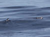 16Jul: Ancient Murrelet, Aleutian Islands, AK