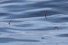 16Jul: Red-necked (or Red) Phalarope, Aleutian Islands, AK