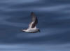 16Jul: Fork-tailed Storm-Petrel, Aleutian Islands, AK