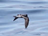 16Jul: Fork-tailed Storm-Petrel, Aleutian Islands, AK