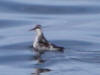 16Jul: Red (or Red-necked) Phalarope, Aleutian Islands, AK