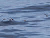 16Jul: Red (or Red-necked) Phalarope, Aleutian Islands, AK