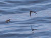16Jul: Red (or Red-necked) Phalarope, Aleutian Islands, AK