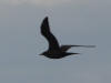 16Jul: Parasitic Jaeger (dark phase), Shelikof Strait
