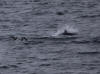 16Jul: Horned Puffin & Dall's Porpoise, Shelikof Strait